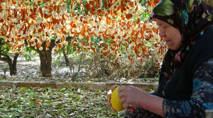 Narenciye kabuklar kurutularak ekonomiye kazandrlyor