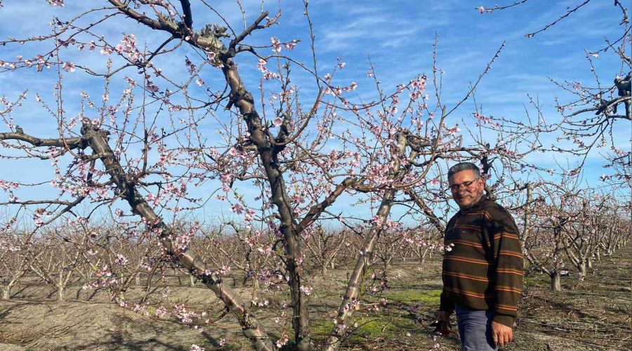 Nektarin ağaçları çiçek açtı