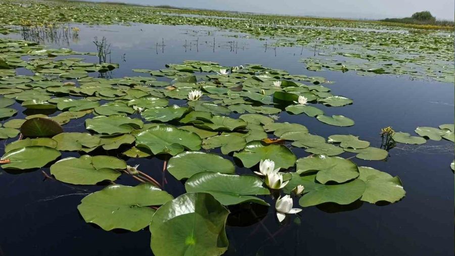 Nil�fer tarlas� do�aseverlerle bulu�acak