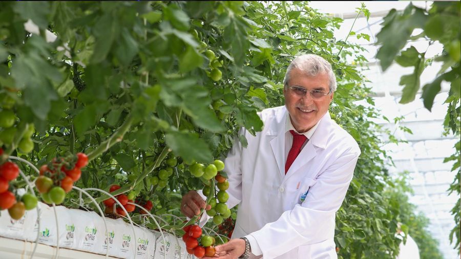 O merkezde y�lda 1250 ton domates �retimi hedefleniyor
