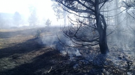 Ordu'da orman yangını