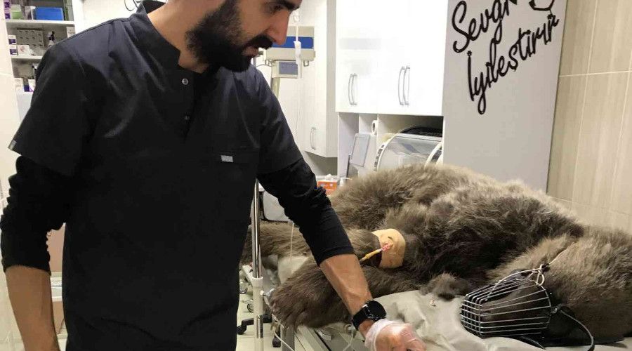Otomobil çarpan ayı tedavi altına alındı