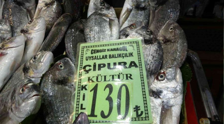 Palamut 50 hamsi 80 çipura 130 TL
