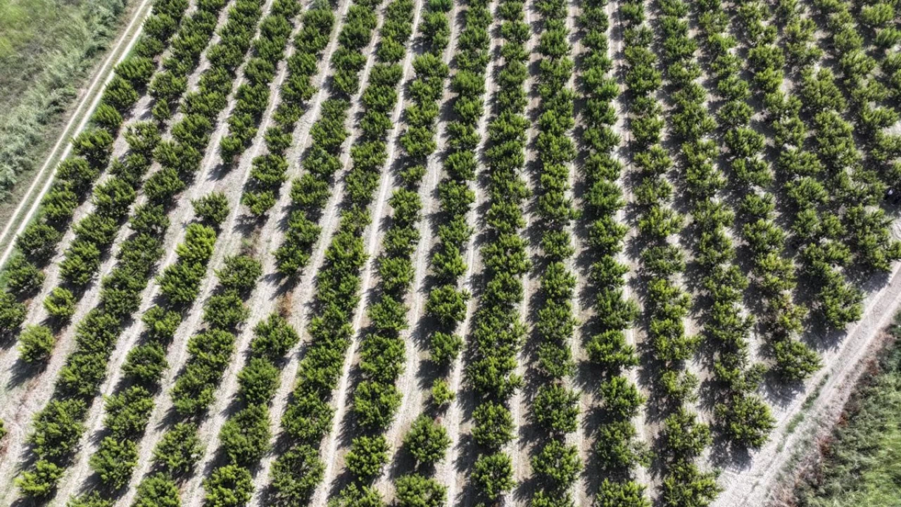 Pamukkale'nin tar�msal potansiyeli ve yeti�en �r�nler