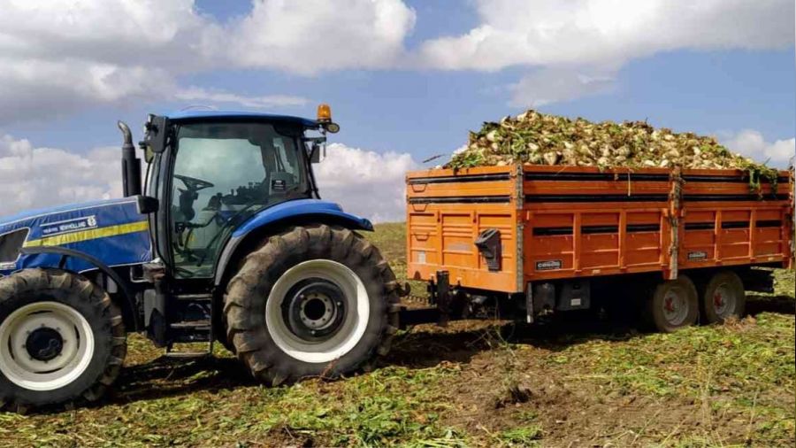 Pancar rekoltesi �reticinin y�z�n� g�ld�rd�