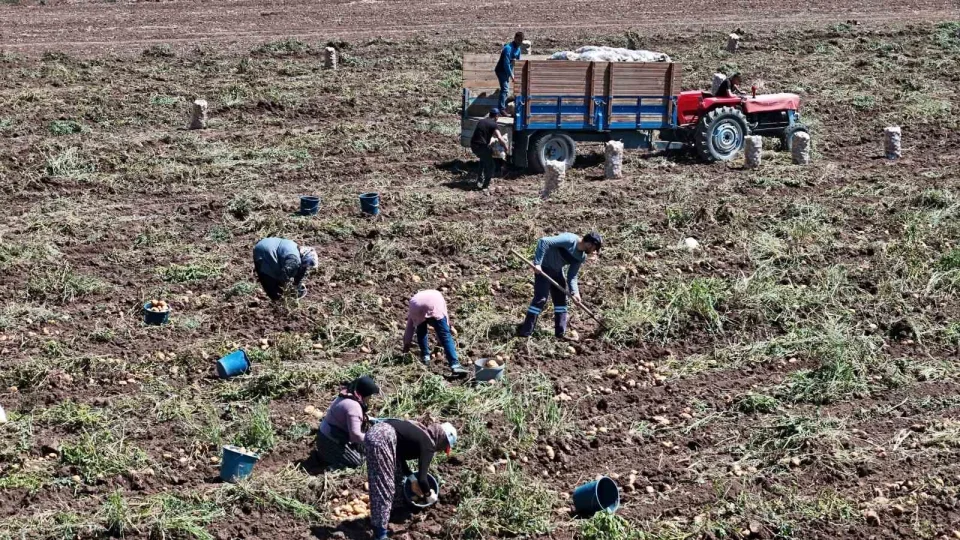 Patates diyarı Bolu'da zorlu hasat mesaisi başladı