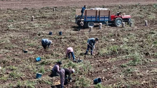 Patates diyar� Bolu'da zorlu hasat mesaisi ba�lad�
