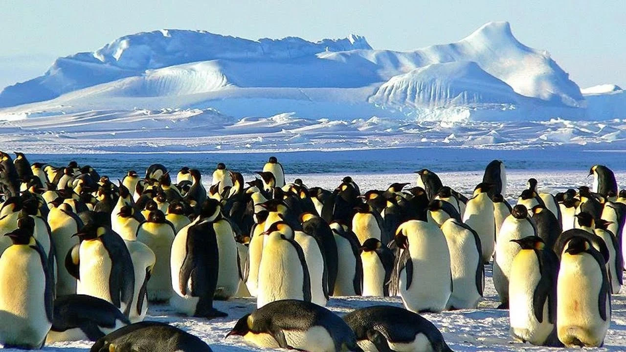 Penguenler: Buzlu dünyanın sevimli yüzü 