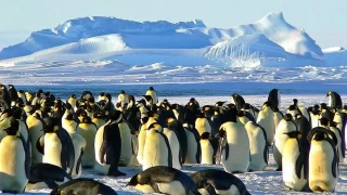 Penguenler: Buzlu dnyann sevimli yz 