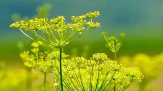 Rezene: Sindirimi destekler, rahatlatıcı etkisi vardır 