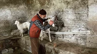 Rize'nin sokak köpekleri hayvanları telef etti