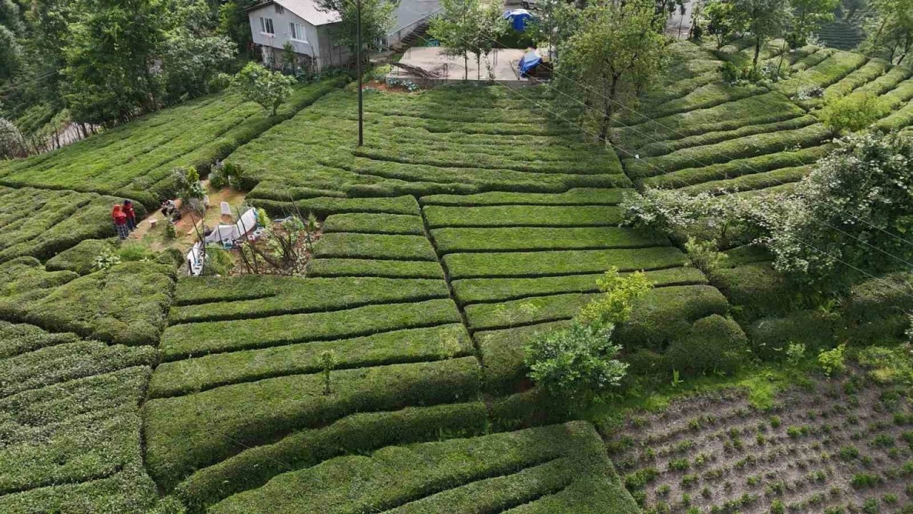 Rize'nin yeni g�zdesi: Baklava g�r�n�ml� �ay bah�esi