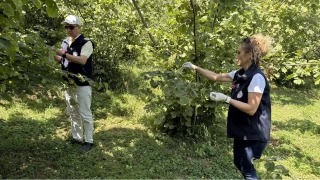  Samuray arıları kokarca avında