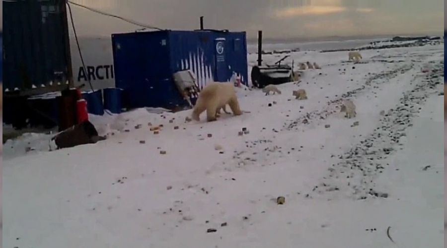 �antiyelere inen kutup ay�lar� pani�e neden oldu