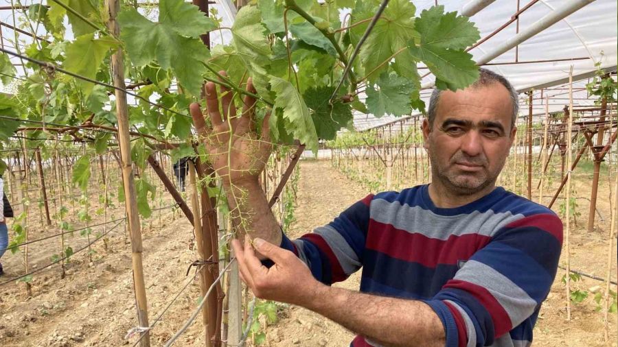 Sarıgöl'de ilk kez örtüaltı üzüm yetiştirildi