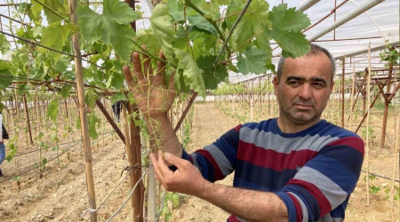 Sarıgöl'de ilk kez örtüaltı üzüm yetiştirildi