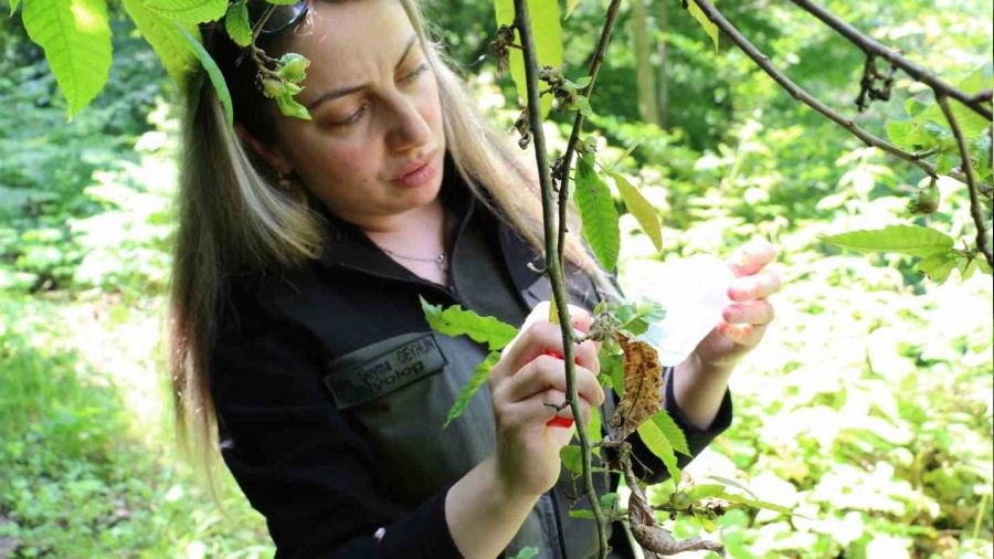 Savaşçı böcekler doğaya salındı