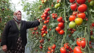 Sebze ihracatının yarısını Antalya yapıyor