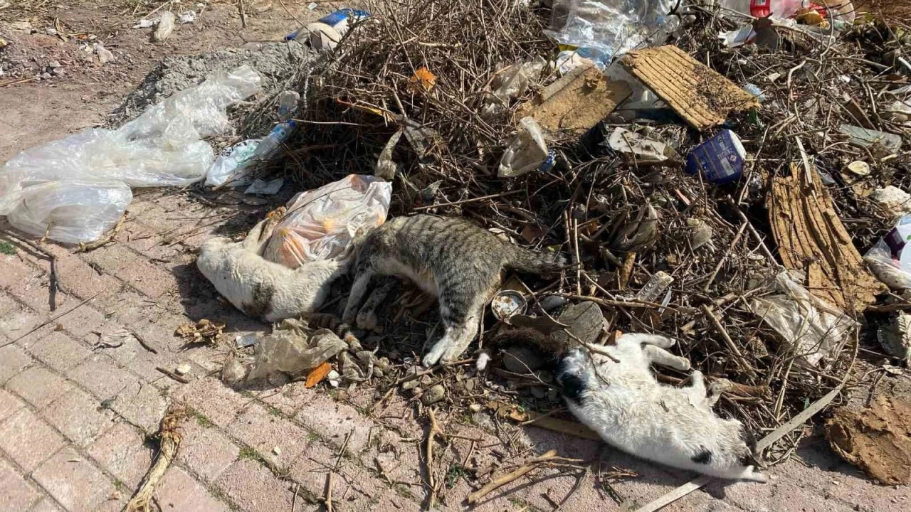 Serik'te vahşet! Çöp kenarında çok sayıda ölü kedi bulundu