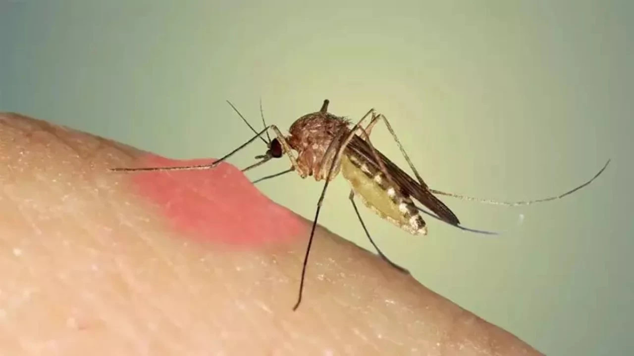 S�cak havalarda sivrisinek pop�lasyonu art�yor