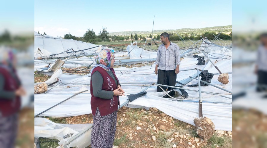 Şiddetli rüzgar seraları yıktı