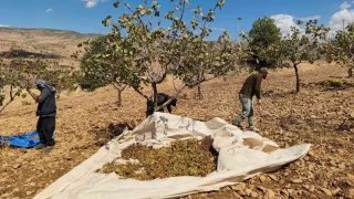 Siirt'te fstk hasadnda sona gelindi: Zarar byk
