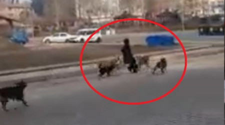 Sinop'ta başıboş köpekler yoldan geçen genç kıza saldırdı