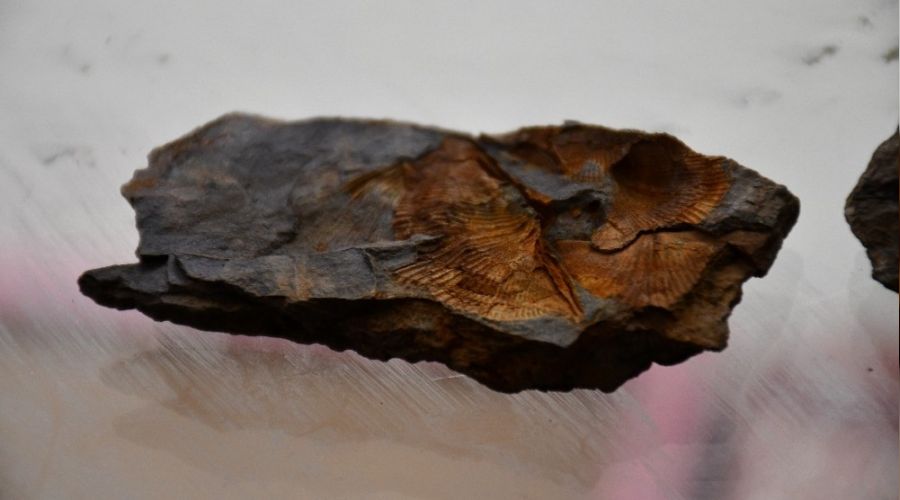 ��rnak da�lar�nda midye fosili bulundu