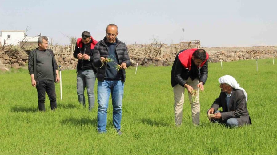 ��rnak'ta t�rt�l istilas�, k�yl�ler tedirgin