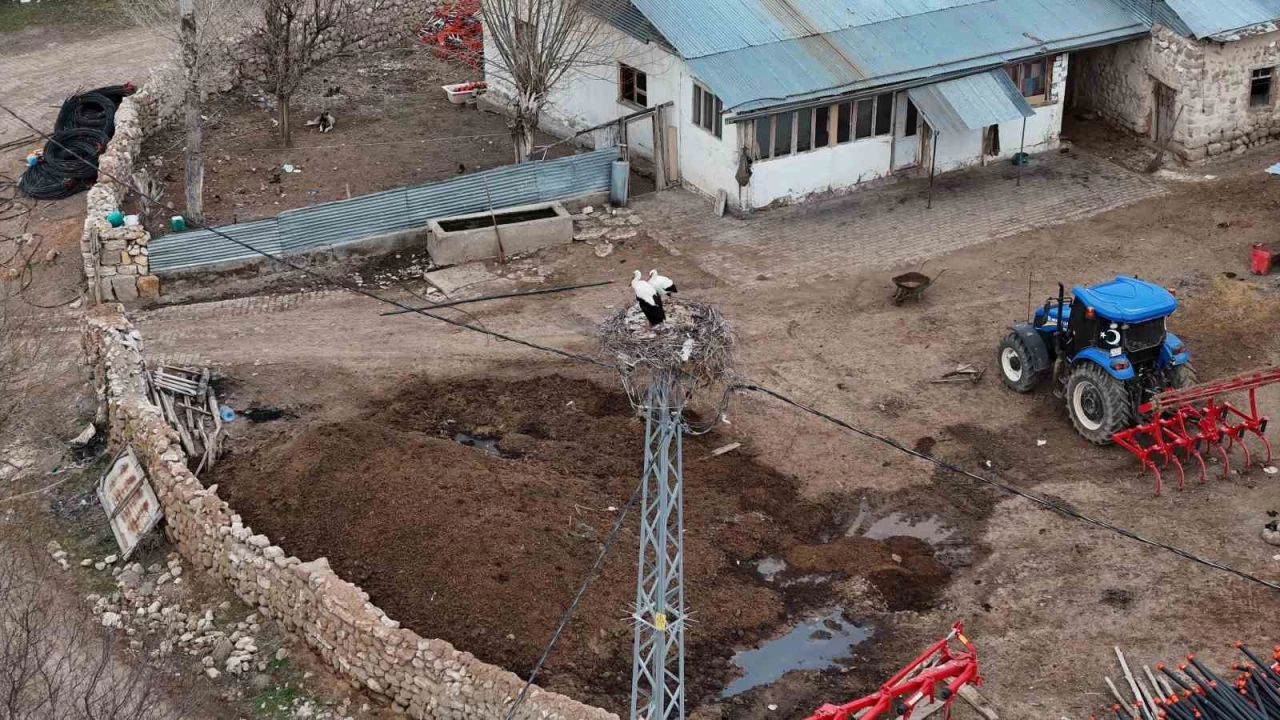Sivas'ın 'Leylekli köyü' misafirlerine kavuştu