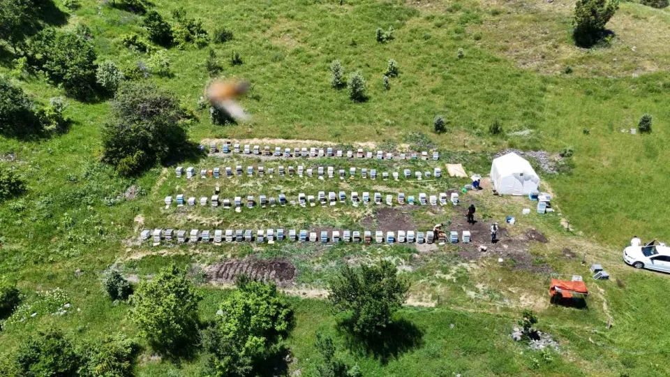 Sivas'ta bu y�l bal �retiminde rekor bekleniyor