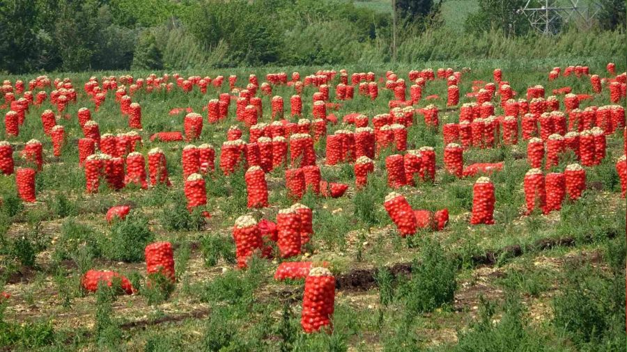 Soğan fiyatıyla çiftçinin yüzünü güldürüyor... Ya tüketicinin!