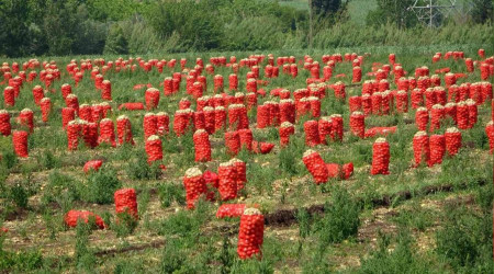 Soğan fiyatıyla çiftçinin yüzünü güldürüyor... Ya tüketicinin!