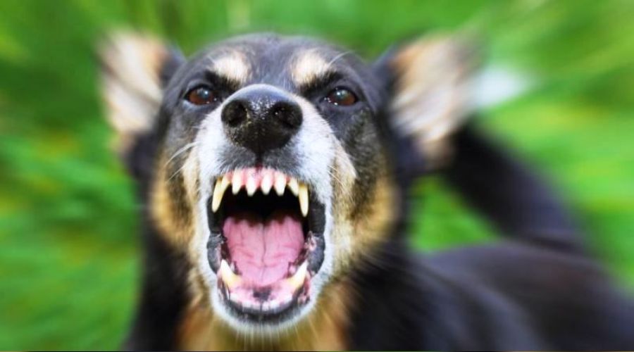 Sokak köpekleri genç kıza saldırdı