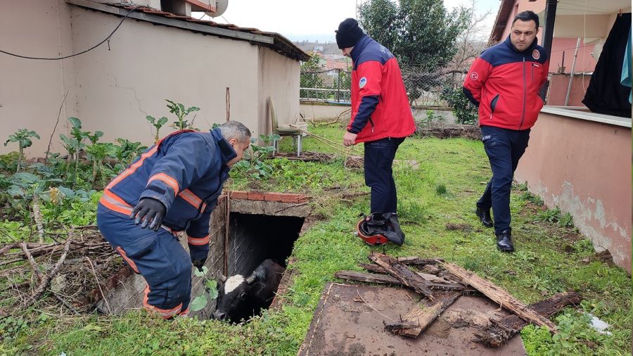 Su dolu �ukura d��en inek, lahanayla kurtar�ld�