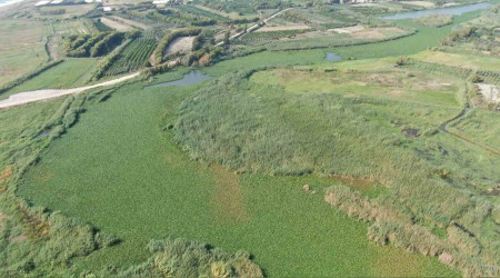 Su sümbülleri Asi Nehri'ni adeta esir aldı