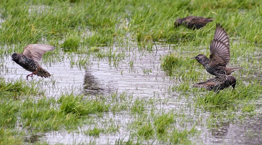 Sulak alanlar yery�z�n�n klimas�