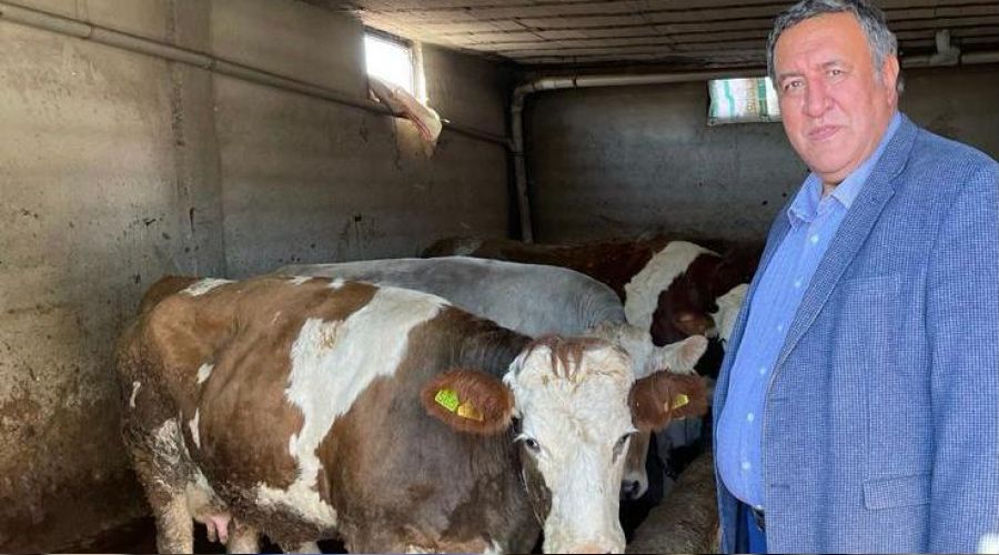 Stn kayman araclar yiyor