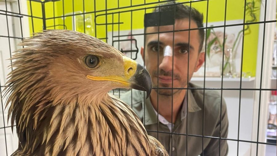 Tedavi ettiği kartal tarafından yaralandı