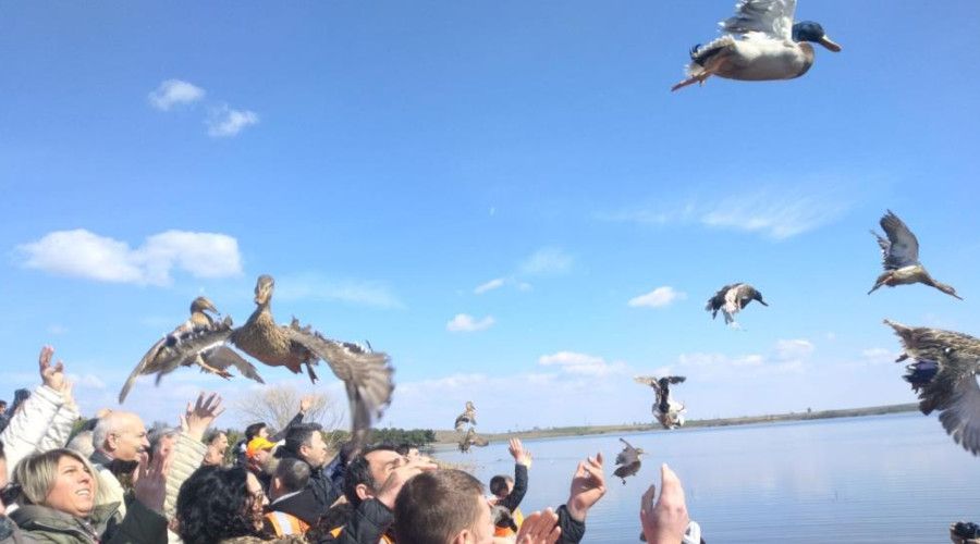 Tekirdağ’da bin adet yaban ördeği suya bırakıldı