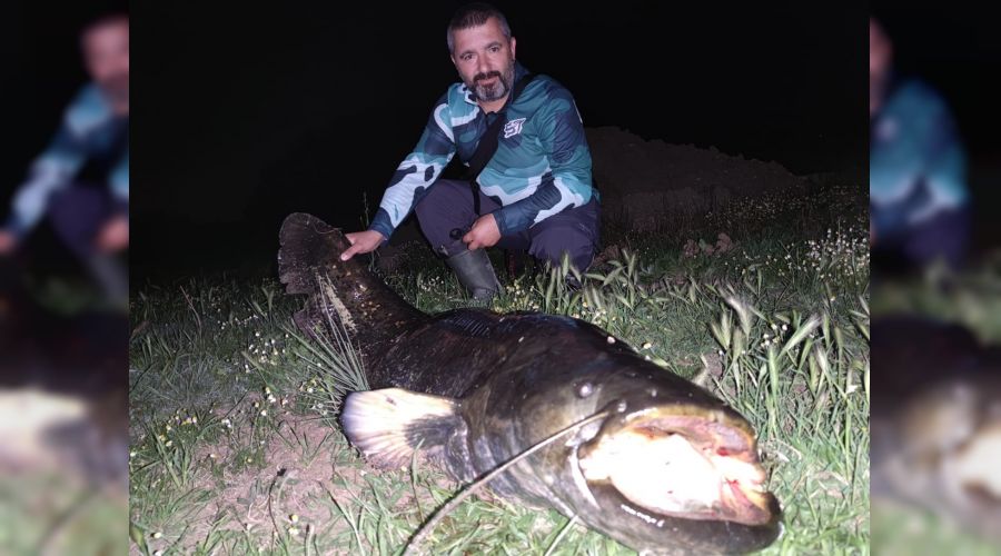 Tekirdağ'da dev yayın balığı yakalandı