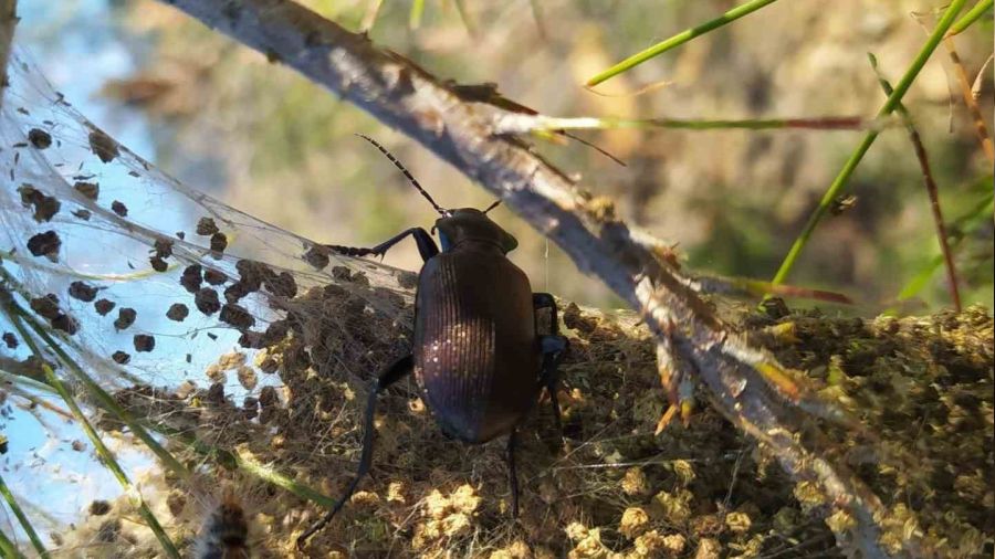 'Terminat�r' b�cekler i� ba��nda