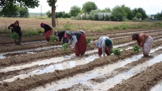Tescilli Birecik Patlcanda ekim zaman