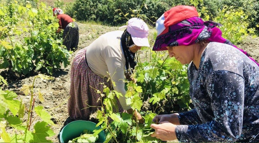 Tokat'ta asma ba� yapra�� hasad� ba�lad�