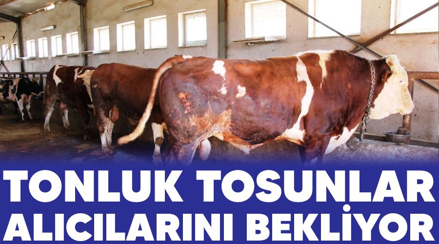 Tonluk tosunlar alclarn bekliyor