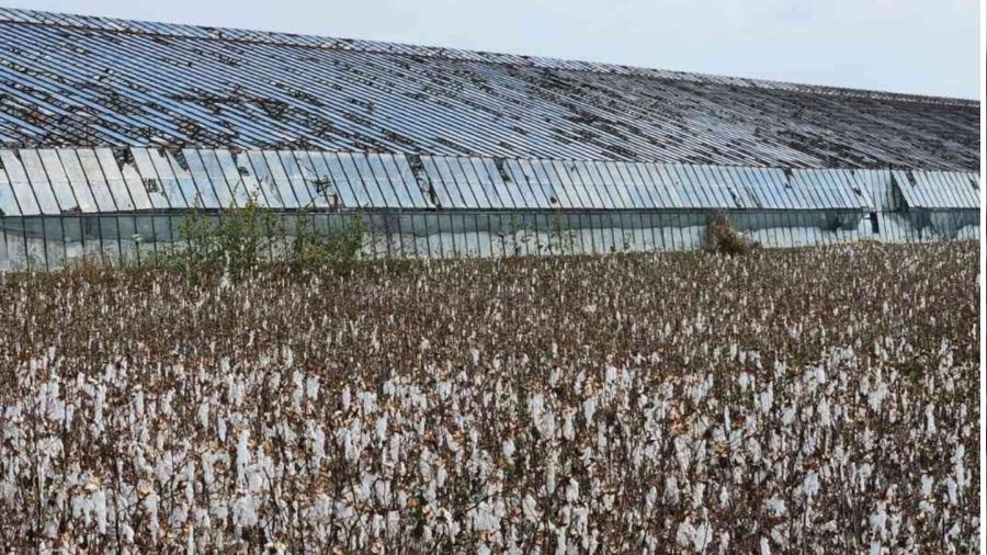 Toplanmay� bekleyen pamu�u dolu vurdu