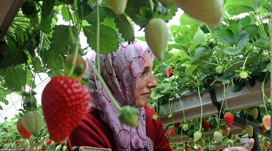 Topraksız çilek üretimiyle 4 kat fazla ürün aldı