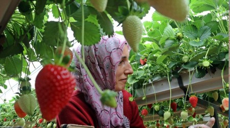 Topraksız çilek üretimiyle 4 kat fazla ürün aldı