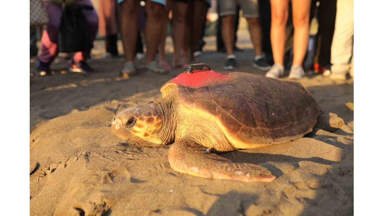 'Tuba'ya ikinci kez uydu takip cihaz� tak�ld�