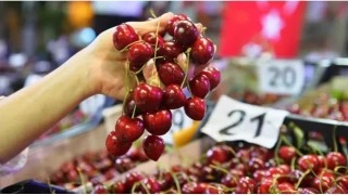 T�rk kiraz�n�n 'en iyisi'ni Almanlar yiyor
